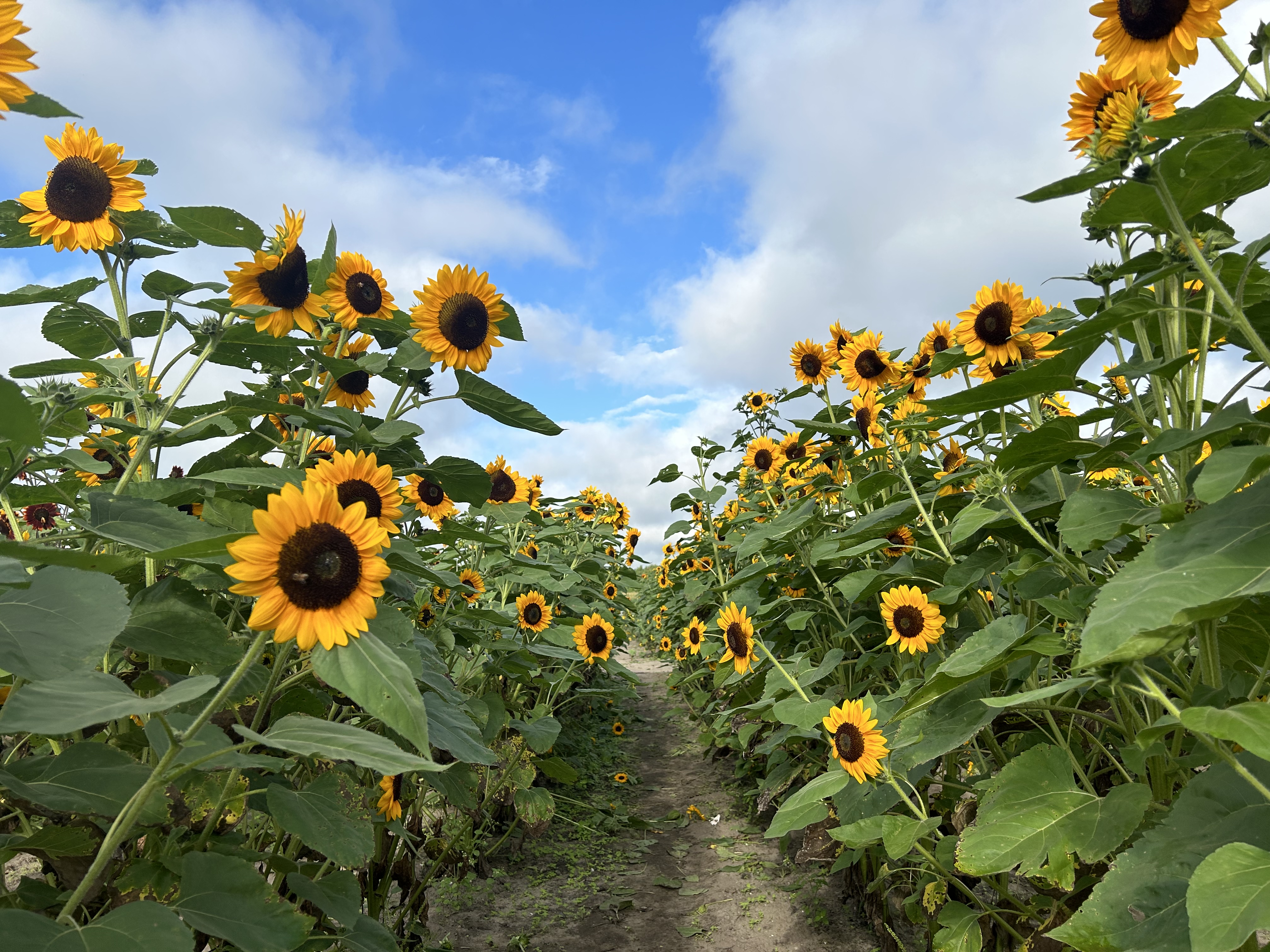 Sunflower rows