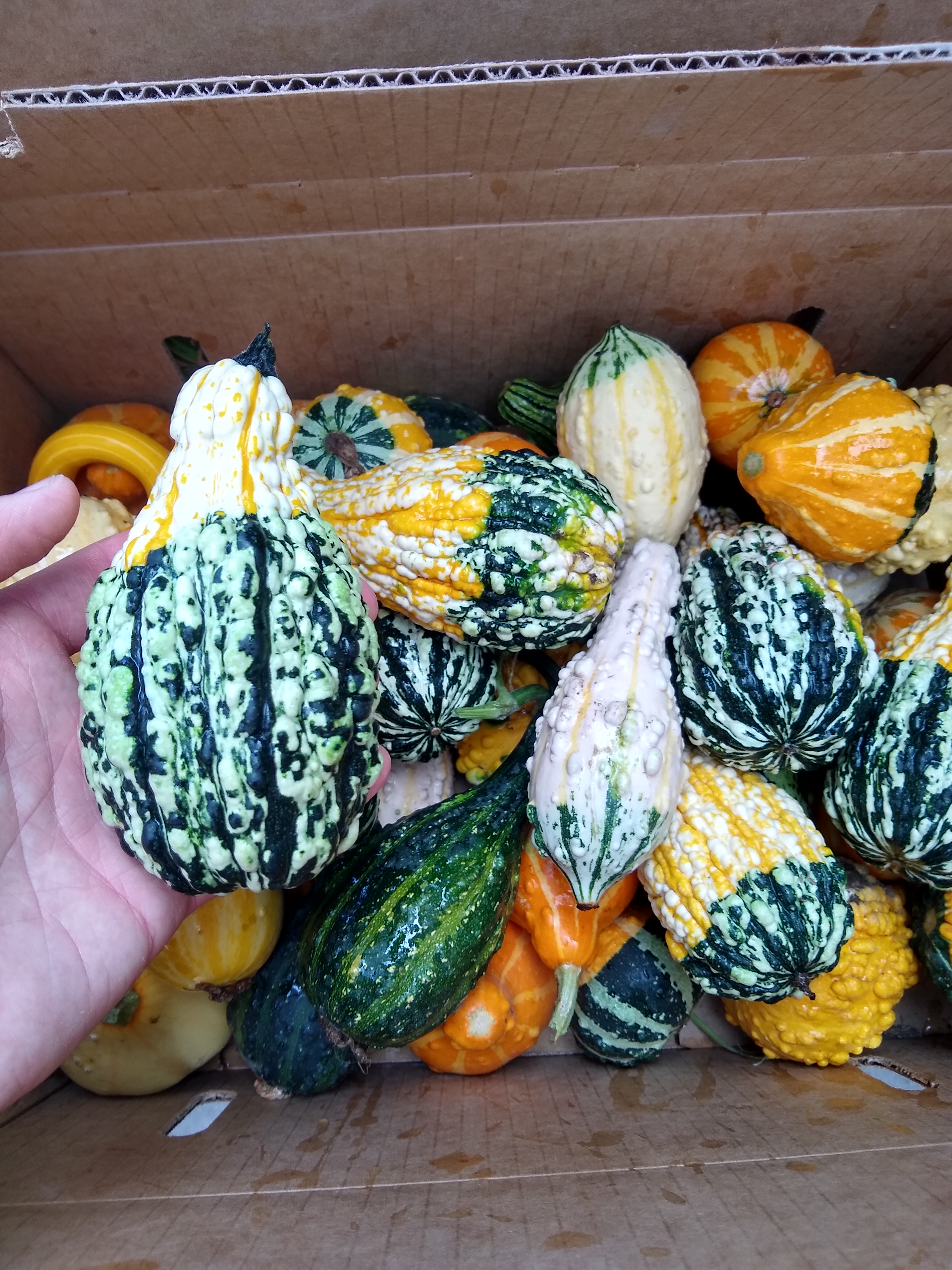 Gourds