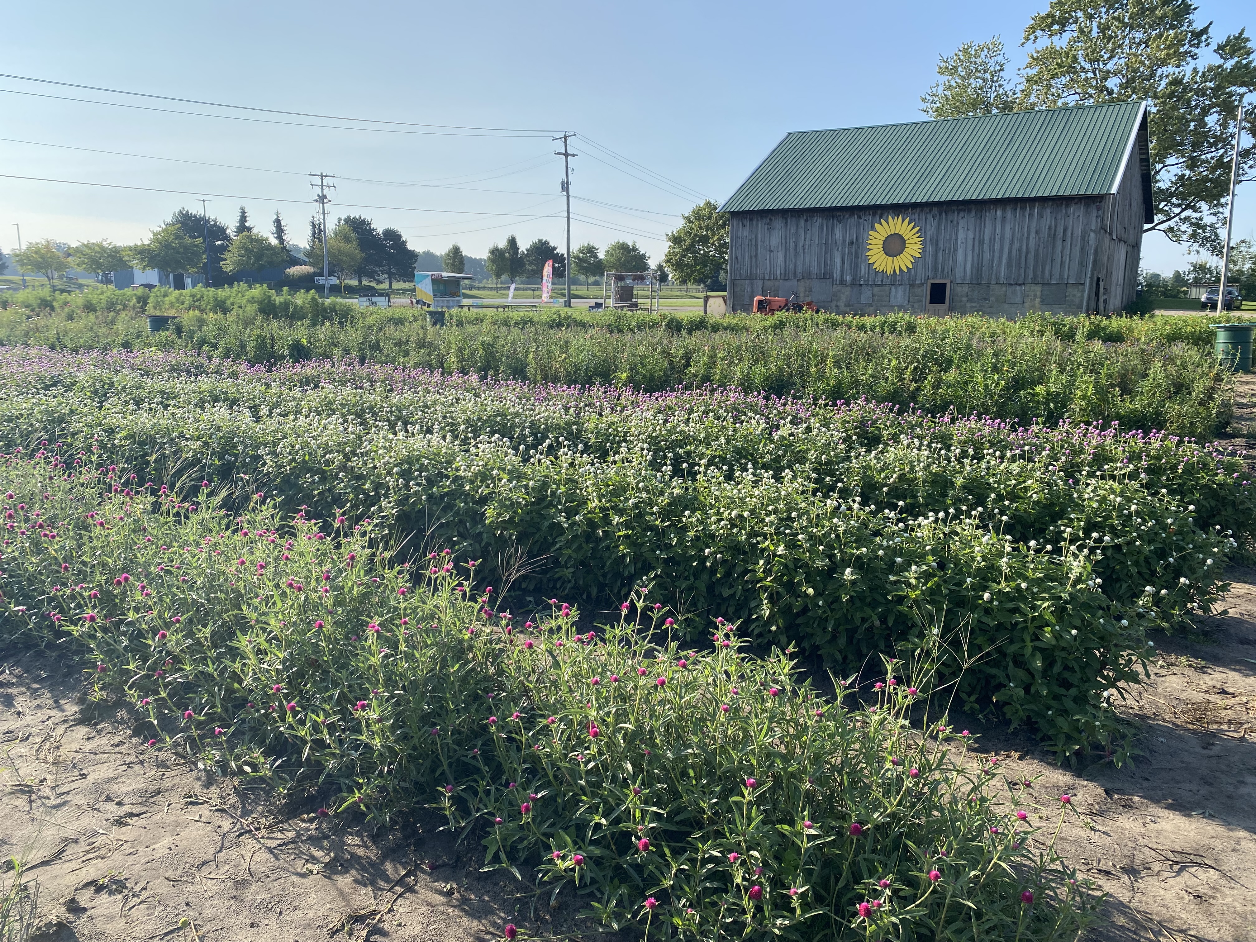 Flower field with barn